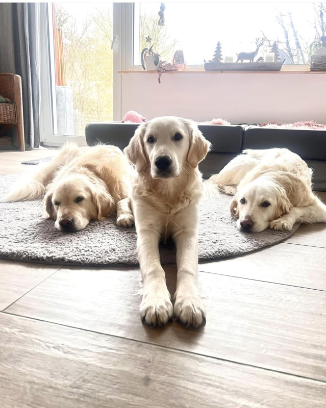 Luna, Nala und Amber